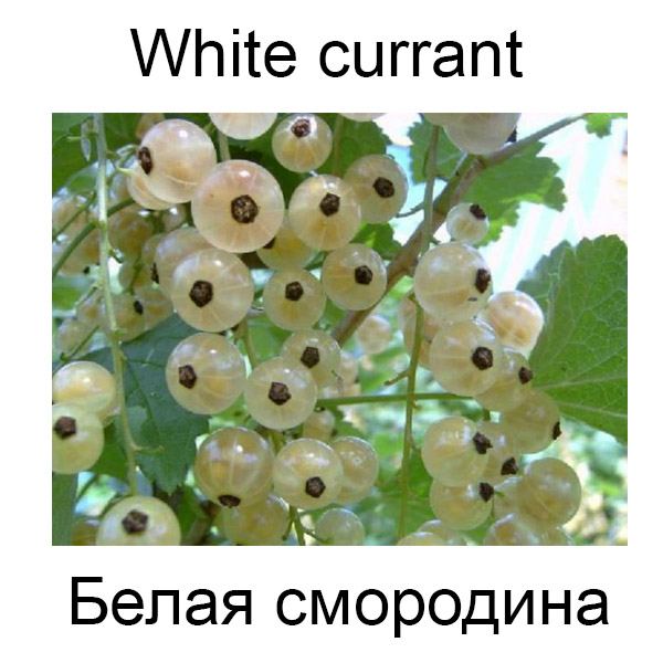 Виды грибов на английсуом